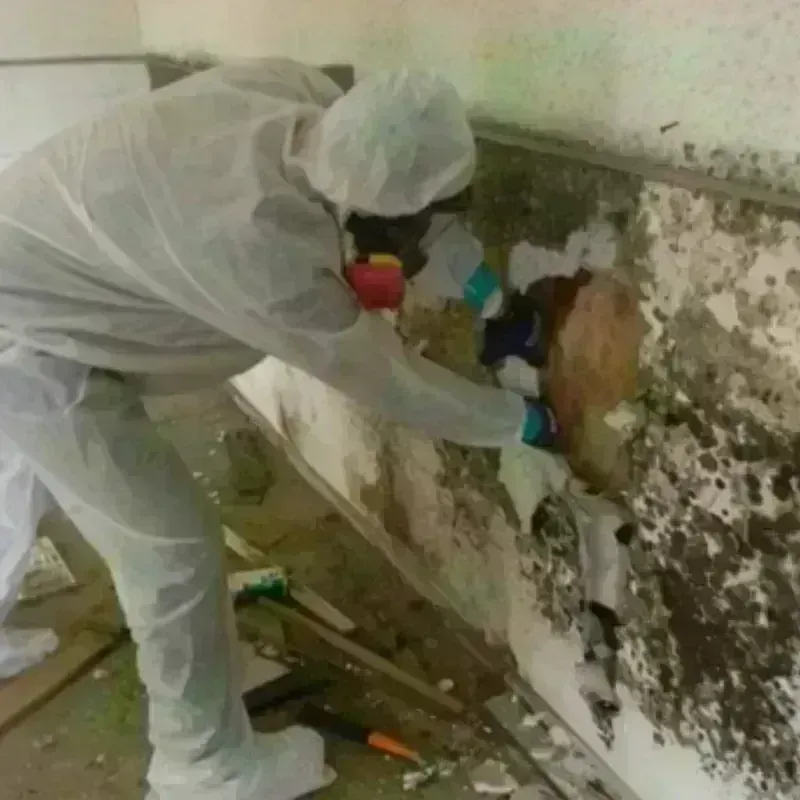 Mold Remediation and Removal in Bowling Green, OH